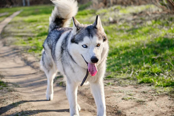 Bonito Cão Raça Pura Husky Caminha Parque Com Língua Pendurada — Fotografia de Stock