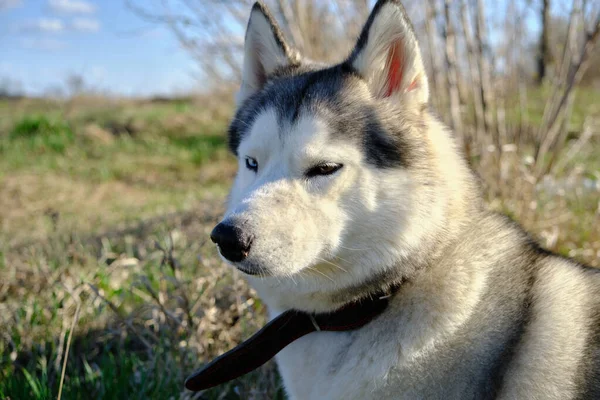 Cão Cor Cinza Focinho Siberian Raça Husky Com Língua Pendurada — Fotografia de Stock