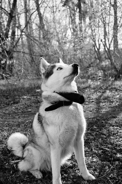 Chien Husky Avec Une Muselière Sur Cou Assoit Docilement Photo — Photo