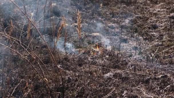 Fumar Tierra Carbonizada Después Incendio Severo — Vídeo de stock