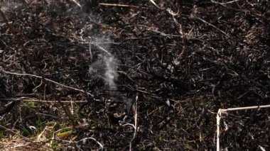 Şiddetli bir yangından sonra dumanlı, yanmış toprak.