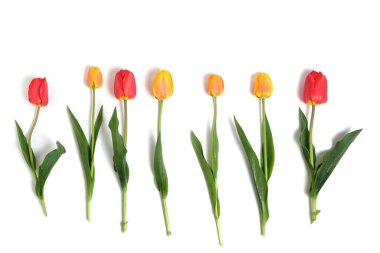 Beyaz arkaplanda kırmızı ve sarı laleler