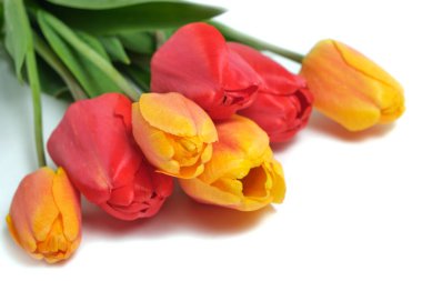 Beyaz arkaplanda kırmızı ve sarı laleler