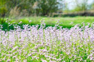 Çayır çiçekleri, güzel doğa, güneşli gün.