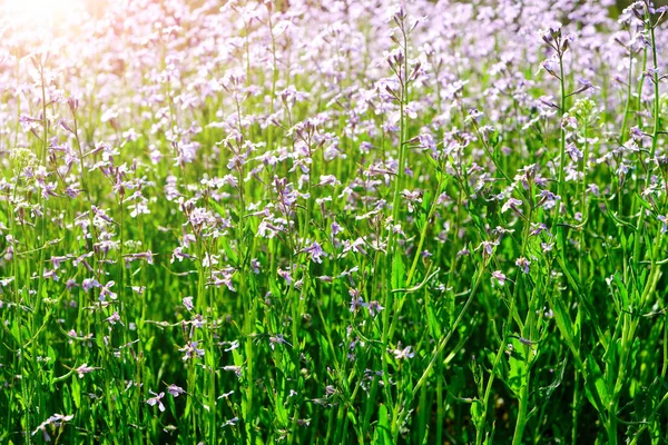 Meadow Flowers Beautiful Nature Sunny Day — Stock Photo, Image