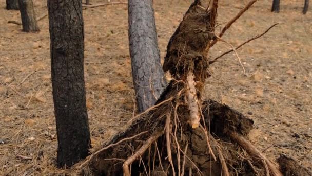 Bosque Pinos Con Árbol Caído Después Del Incendio Del Año — Vídeos de Stock