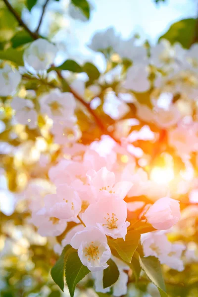 Flowers Blooming Apple Tree Sunset Warm Rays Sun — Stock Photo, Image