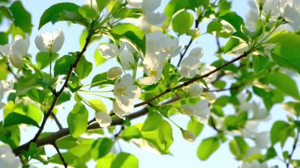空に向かって咲くリンゴの木の白い花の枝 — ストック動画
