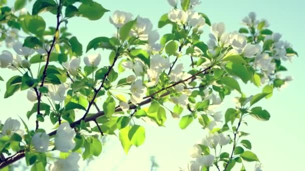 Rama Con Las Flores Blancas Manzano Flor Balancea Contra Cielo — Vídeos de Stock