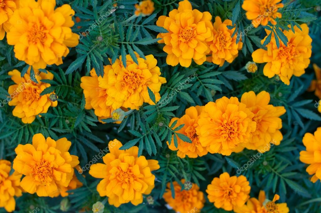 Pattern of gold flowers marigold tagetes between green leaves — Stock