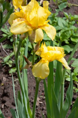 Bahçede sarı süsen çiçekleri