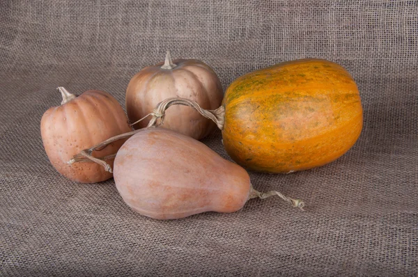 Citrouilles orange et beige posées sur un sac — Photo