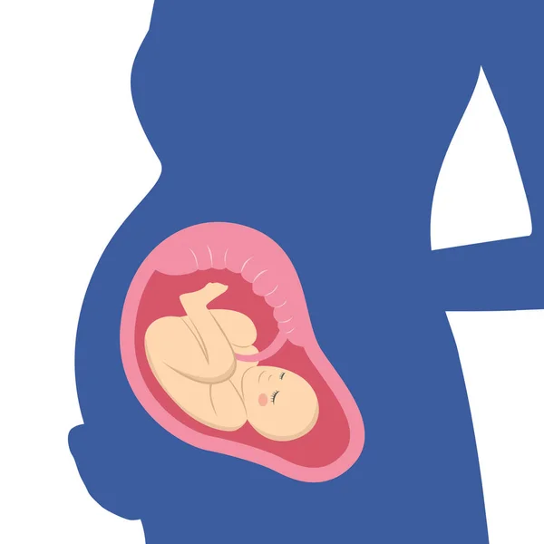 Fetus baby in mother womb. Pregnant woman and her fetus — Stock Vector