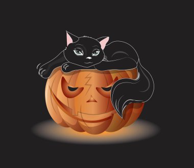 Kabak kedi