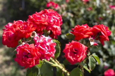 Güzel yaz gülleri bahçeye. Çiçek arkaplanı