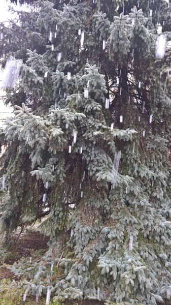 Árbol Navidad Bajo Copos Nieve Húmedos Contexto — Foto de Stock