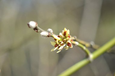 Bahar Dalı, Paskalya sembolü