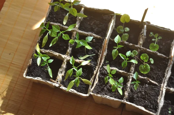 Seedlings in the ground — Stock Photo, Image