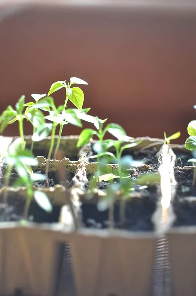 Seedlings in the ground — Stock Photo, Image