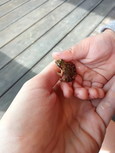 小女孩和她的母亲手里拿着一只青蛙 — 图库照片