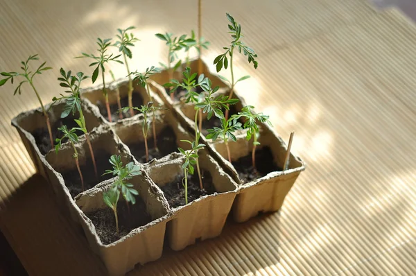 Seedlings in the ground — Stock Photo, Image