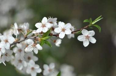 Sabah güneş, çiçek açan ağacının dalını. Yumuşak odak. Bahar çiçeği arka plan