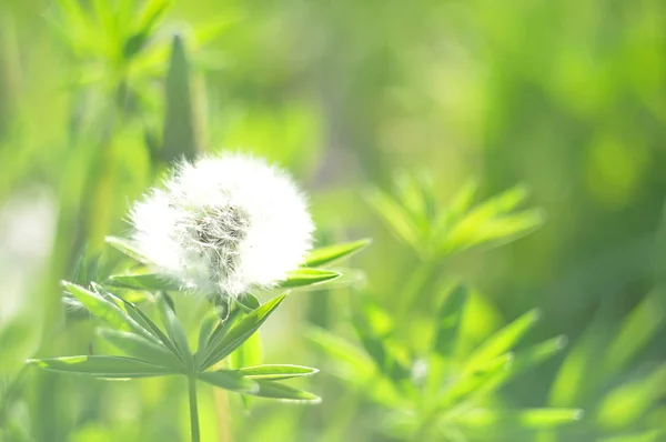 Sunny abstract green nature blurred background with dandelion, selective focus — Stock Photo, Image