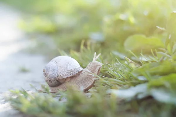 在花园里的绿草上爬行的蜗牛. — 图库照片