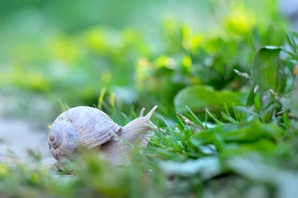Eine Schnecke krabbelt auf grünem Gras im Garten. — Stockfoto