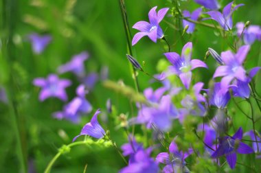 Güneşli soyut yeşil doğa vahşi çiçek, seçici odak ile arka plan bulanık