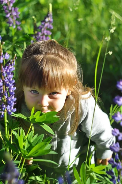Маленькая девочка играет в солнечном цветущем лесу, смотрит из травы. Маленький ребенок собирает цветы из люпина. Дети играют на открытом воздухе. Летние развлечения для семьи с детьми . — стоковое фото