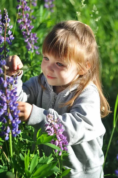 Meisje spelen in zonnige bloeiende bos, uitkijkend van gras. Peuter kind plukken lupine bloemen. Kinderen buiten spelen. De pret van de zomer voor gezin met kinderen. — Stockfoto