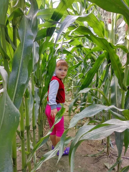 Chica pasos fuera de un campo de maíz y sonrisas — Foto de Stock