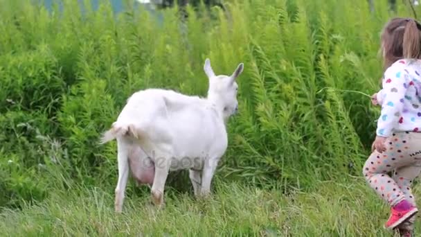 Cute little girl feeding a white goat at a farm. — Stock Video