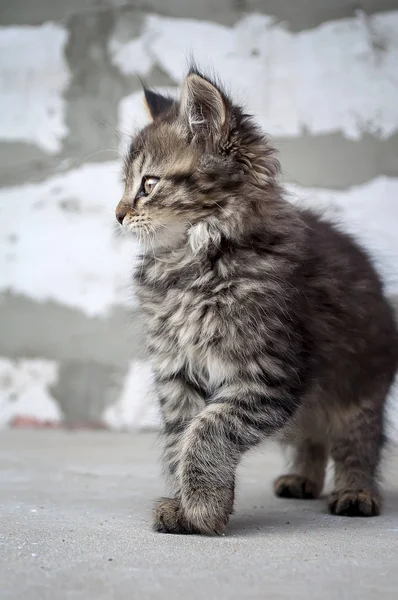 Roztomilé koťátko šedá — Stock fotografie