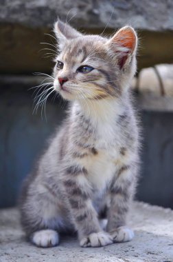 açık havada Beton üzerinde oturan sevimli küçük gri kedi yavrusu engeller