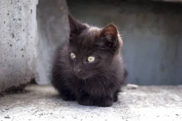 Милый маленький черный котенок сидит на бетонных блоках на улице — стоковое фото