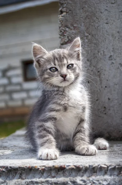 Niedliche kleine graue Kätzchen sitzen auf Betonklötzen im Freien — Stockfoto