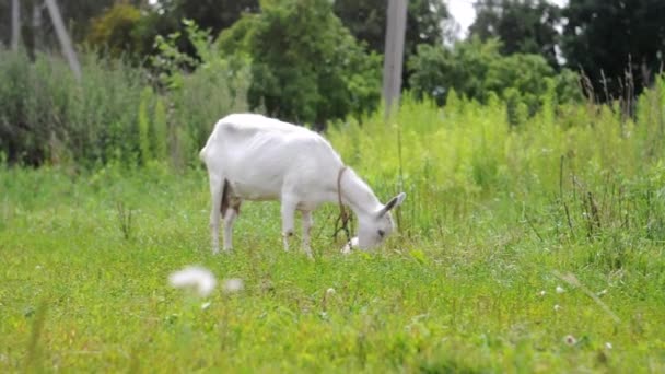 A white domestic goat standing on the farm eating grass and lying down on the ground — Stock Video