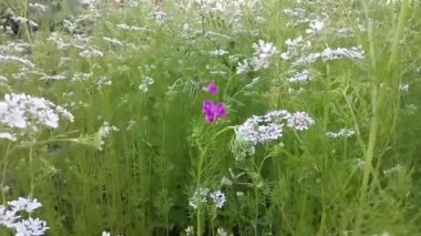 Kır çiçekleri esintiyle üfleme uzun çim.