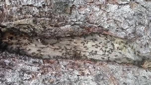 Ameisen kriechen über Holzstruktur — Stockvideo