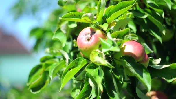 Manzanas rojas y verdes en un árbol con una suave brisa. Fruta fresca en un huerto — Vídeo de stock