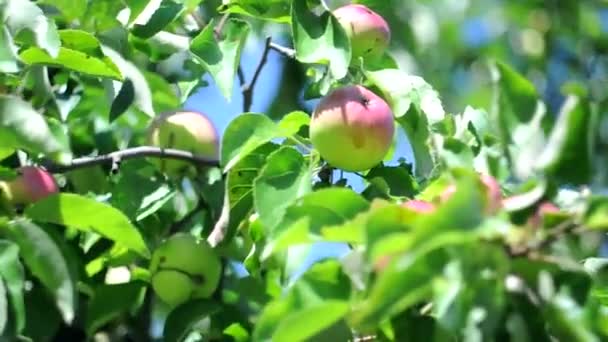 Manzanas rojas y verdes en un árbol con una suave brisa. Fruta fresca en un huerto — Vídeo de stock