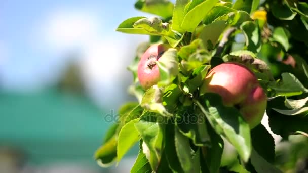 Rode en groene appels op een boom in een zachte bries. Vers fruit op een boerderij tuin — Stockvideo