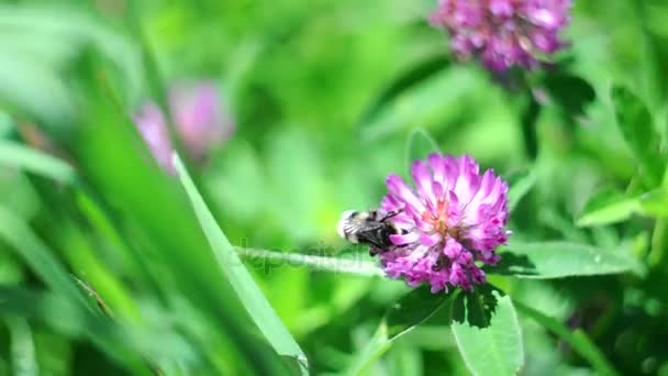 Bumble bee, een klaver roze bloem bestuiven — Stockvideo