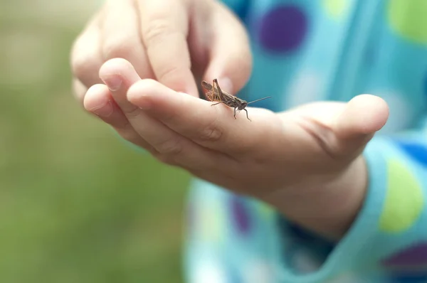 Kleines Mädchen mit einer Heuschrecke in der Hand. Neugier und Freundschaftskonzept. — Stockfoto