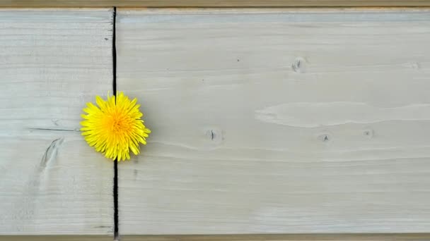 Dandelion flower on a wooden board, summer background — Stock Video