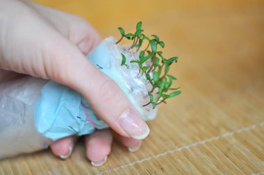 Kağıt ve plastik olmadan büyüyen fidan