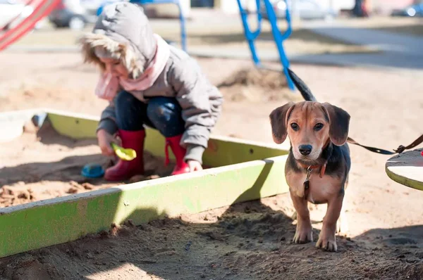 Niña sentada en la arena en el patio de recreo con su perro —  Fotos de Stock