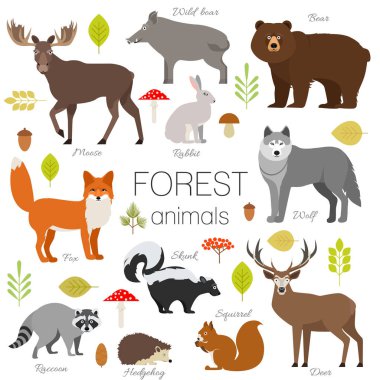 Forest animals isolated vector set. Moose, wild boar, bear, fox, rabbit, wolf, skunk, raccoon, deer, squirrel, hedgehog